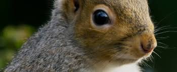 Image result for squirrel poop