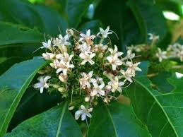 Image result for Volkameria glabra