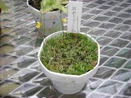 Image result for Utricularia scandens