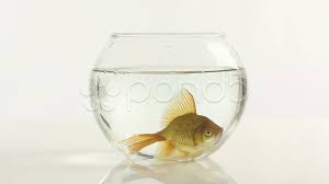 Goldfish In Fish Bowl Stock Footage Fish Goldfish Bowl Footage Fish Bowl Goldfish Goldfish Bowl