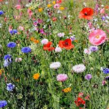 Southwest Pollinator Wildflower Seed Mix Wildflower Seeds Wild Flowers Pollination