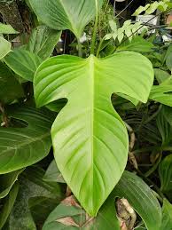 Philodendron Panduriforme Kunth Kunth Philodendron Plant Unusual Plants Plants