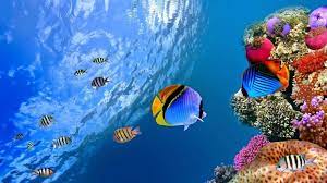 Haz clic en el icono de microsoft store: Fondos De Pantalla En Movimiento Para Pc Windows 10 Hd Fish Wallpaper Underwater Wallpaper Scene Wallpaper