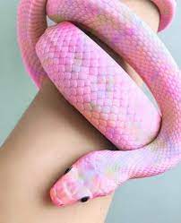 Great Pic Snake Pet Pink Popular We Often Get Questions About What S An Ideal Beginner Friendly Snake For Those A New Comer Pink Snake Cute Reptiles Pet Snake