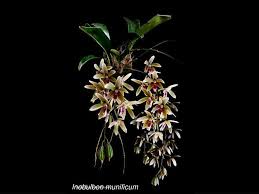 Image result for Mystacidium gracile