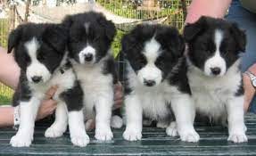 Border Collie Puppies Border Collie Puppies Border Collie Collie Puppies