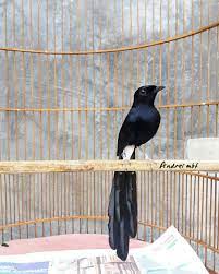 10 Fakta Murai Hitam Ciri Fisik Habitat Dan Suaranya Hewan Habitat Burung