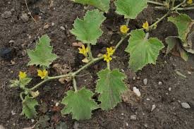 Image result for Cucumis