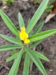 Image result for Eriosema lebrunii