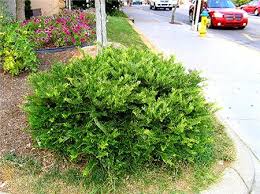 Image result for Polycarpaea prostratum