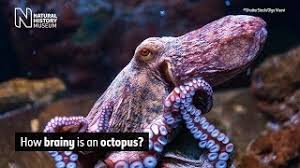 In contrast, the male blanket octopus measures a mere 2.4cm—smaller than a walnut—meaning the blanket octopus have the largest gender size discrepancy in the animal kingdom! Octopuses Keep Surprising Us Here Are Eight Examples How Natural History Museum