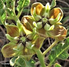 Image result for Pachycarpus concolor