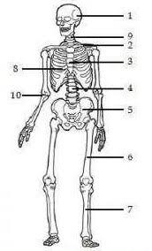 Setiap 1 soal mempunyai 4 opsi jawaban, untuk menjawabnya pilihlah 1 jawaban yang paling tepat. 25 Soal Sistem Gerak Pada Manusia Pilihan Ganda Dan Jawaban