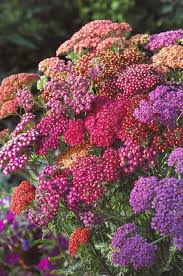 As with the other perennials on this summer cutting garden list, removing spent flowers will promote additional blooms. Achillea And Gaillardia For Sustainable Gardens Shade Flowers Flowers Perennials Full Shade Flowers
