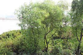 Image result for Sonneratia