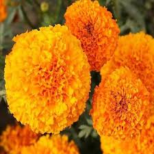 Check spelling or type a new query. Buy Seeds Marigold Flower Orange Yellow Colour M Flowers Seeds Online Get 56 Off