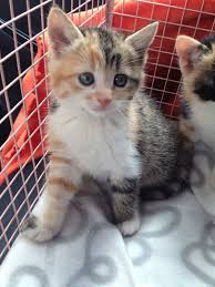 famille d accueil www animalaideaction ch