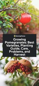 Dwarf pomegranate tree makes an exotic indoor fruit tree and bonsai tree. Pomegranate Trees Best Varieties Growing Guide Care Problems And Harvest