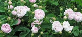 Die sorte charles de mills besitzt starke gefüllte blüten mit einer dunkelroten bis violetten färbung. Rosa Gallica Historische Rosen Rosen Rosen Online Kaufen Im Rosenhof Schultheis