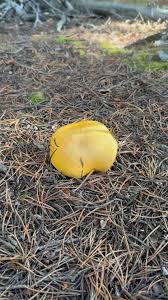 Image result for Cheirostylis lepida