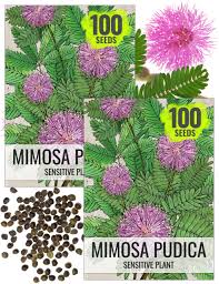 Image result for Mimosa pudica
