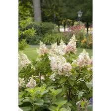 Image result for Gaertnera paniculata
