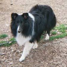 Animal location categories search pets. Bi Black Collies Google Search Rough Collie Collie Sheltie