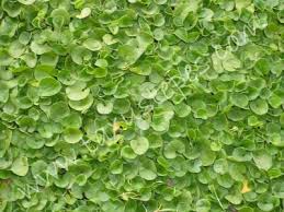 Image result for Dichondra