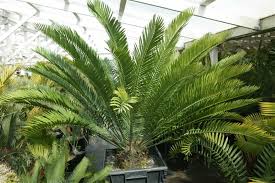 Image result for Encephalartos senticosus