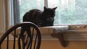 Cat Shelf Removable Diy Cat House Diy Cat Perch Cats