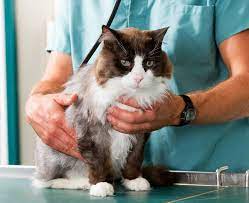 Follows department and hospital policies and procedures. Veterinarians In San Antonio Tx Vca Mission Animal Hospital