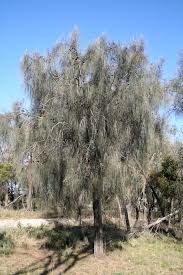 Image result for Casuarina verticillata