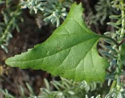 Image result for Senecio deltoideus