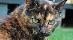 Tortoiseshell cat - Wikipedia
