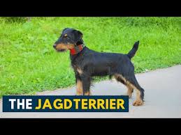 Image result for jagdteriér