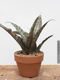 Image result for Canscora kirkii