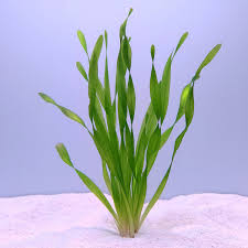 Image result for Vallisneria