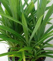 Tak hanya dimasukan ke dalam masakan, daun pandan akan lebih nikmat jika dikonsumsi sebagai minuman untuk detoks. Jual Tanaman Pandan Wangi Pandan Leaves Bibitbunga Com