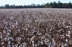 South Carolina cotton crop expected to rebound in 2019 | Clemson News