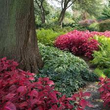 Image result for Iresine