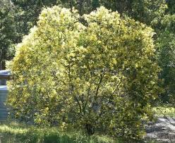 Image result for Acacia podalyriifolia