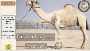 Check spelling or type a new query. Ø±Ø§Ø¹ÙŠ Ø§Ù„Ø®ÙŠØ§Ù„ÙŠÙ‡ Ar Twitter Ù†Ø³ÙŠÙ… Ø§Ù„Ø¹Ø§ØµÙØ©