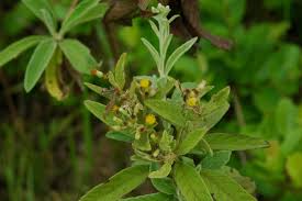 Image result for Blumea