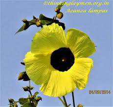 Image result for Azanza lampas