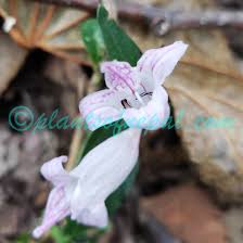 Image result for Mackaya