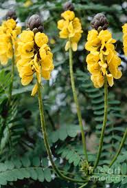 Image result for Senna didymobotrya