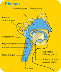 Tightness in the throat or feeling like the throat or airways are closing. Head And Neck Cancers Overview Cancer Council Victoria