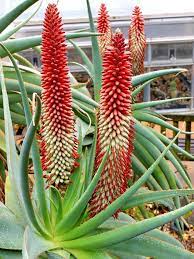 Pink flowers purple flowers blue flowers yellow flowers white flowers orange flowers red flowers bulbs roses. Aloe Speciosa Tilt Head Aloe World Of Succulents Aloe Succulents Flowering Succulents