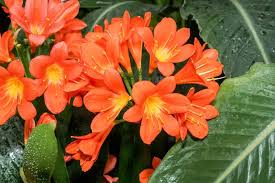 I 'squish' open the outside membrane and put the seeds on the top of potting mix, pressing them in very slightly. How To Germinate Clivia Seeds Garden Lovers Club
