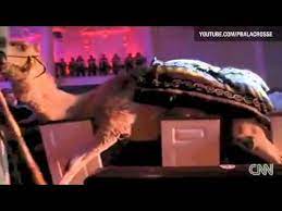 Flagler dr, suite 8100, west palm beach, fl 33401. Camel Crashes Into A Crowd At The First Baptist Church Of West Palm Beach Youtube